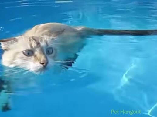 Kitty loves to swim.