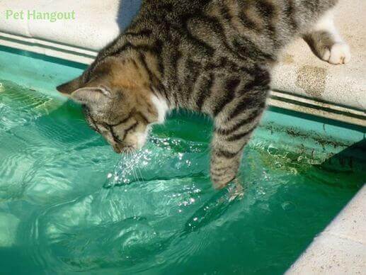 Kitty pawing and playing in the water.
