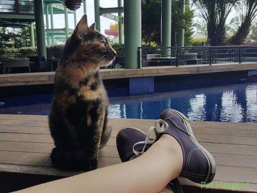 Kitty sitting peacefully by the water.