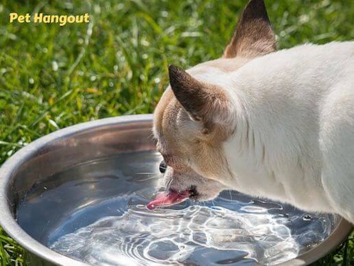 Give your dog lots of fresh water.