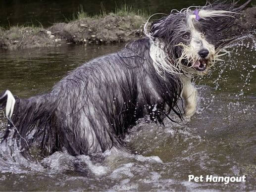 Let your dog go swimming in a lake.