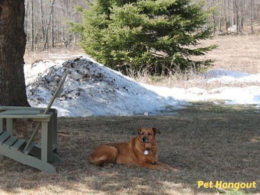Provide shade from the sun for your dog.