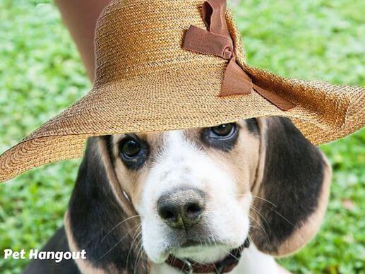 Put a hat on your dog to keep cool.